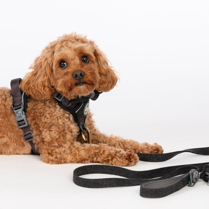 Double-Ended Dog Leads: The Complete Guide to Multi-Clip Leads - Bailey and Coco (UK)