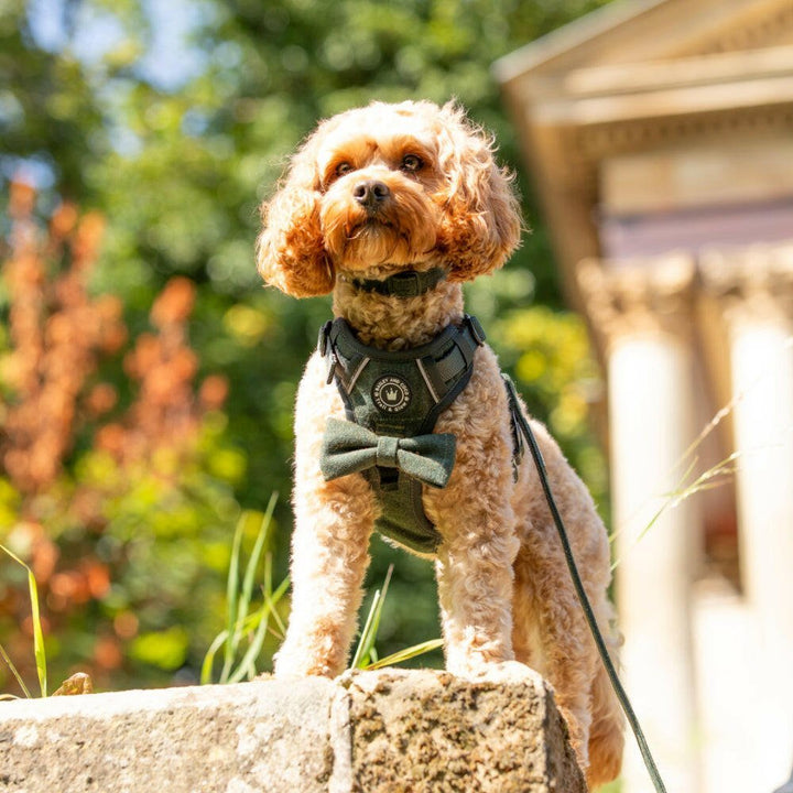 Fabric Dog Collars UK: Soft, Comfy, and Seriously Stylish - Bailey and Coco (UK)
