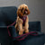 Best Cavapoo harness uk