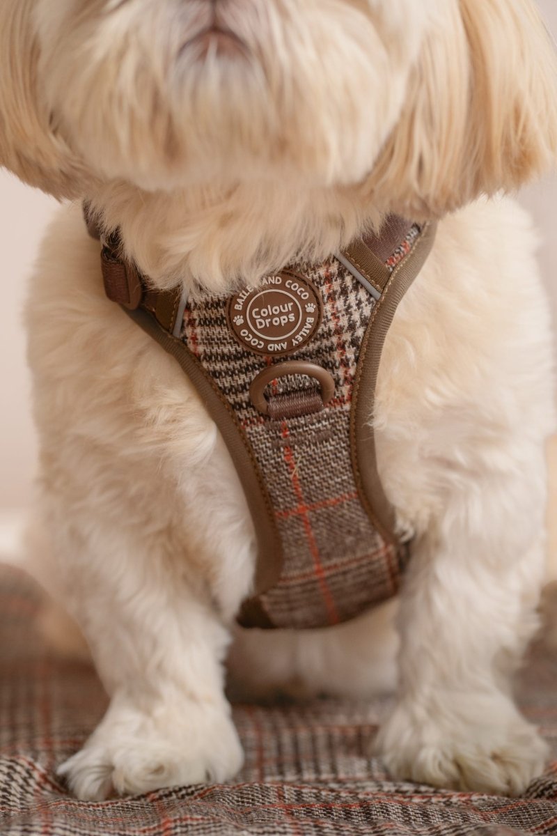 Front Clip Dog Harness UK (2026): What It Is, When to Use It, and How to Fit It Properly