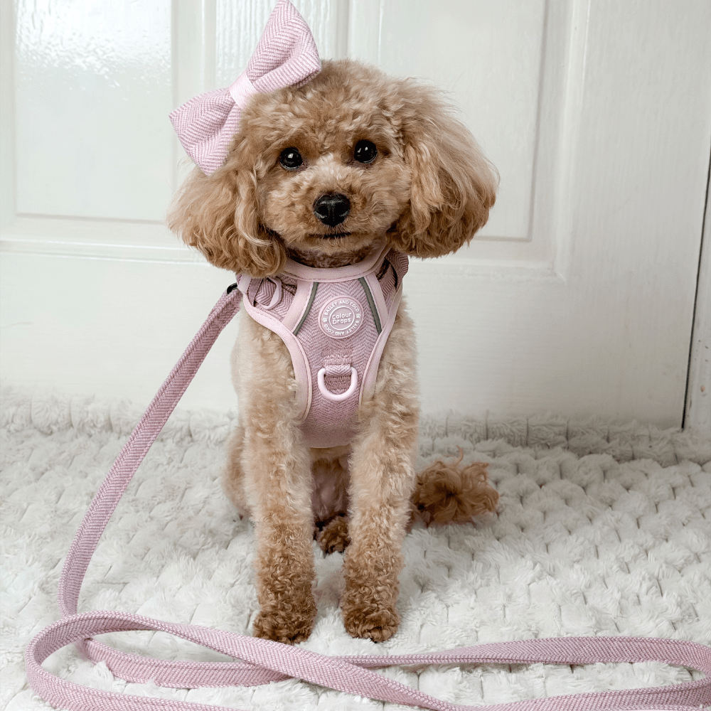 How to Get a Dog Used to a Harness: Gentle Steps