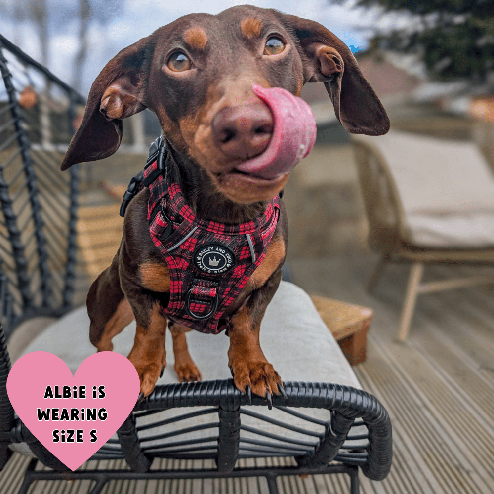 How to Measure a Dachshund for a Harness (UK Fit & Size Guide)