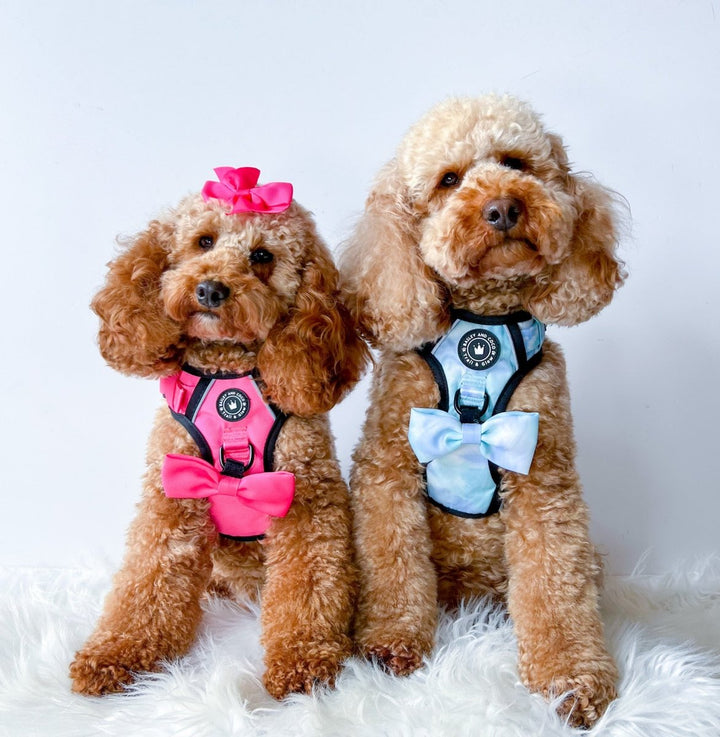 How To Put a Harness On a Dog - Bailey and Coco (UK)