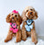 How To Put a Harness On a Dog - Bailey and Coco (UK)