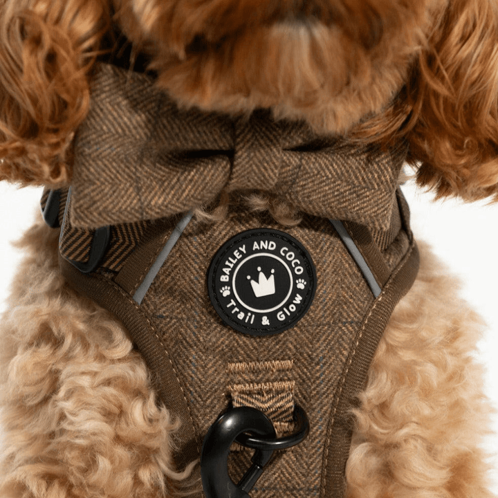 How to Teach a Puppy to Walk on a Lead: A Step-by-Step UK Guide - Bailey and Coco (UK)