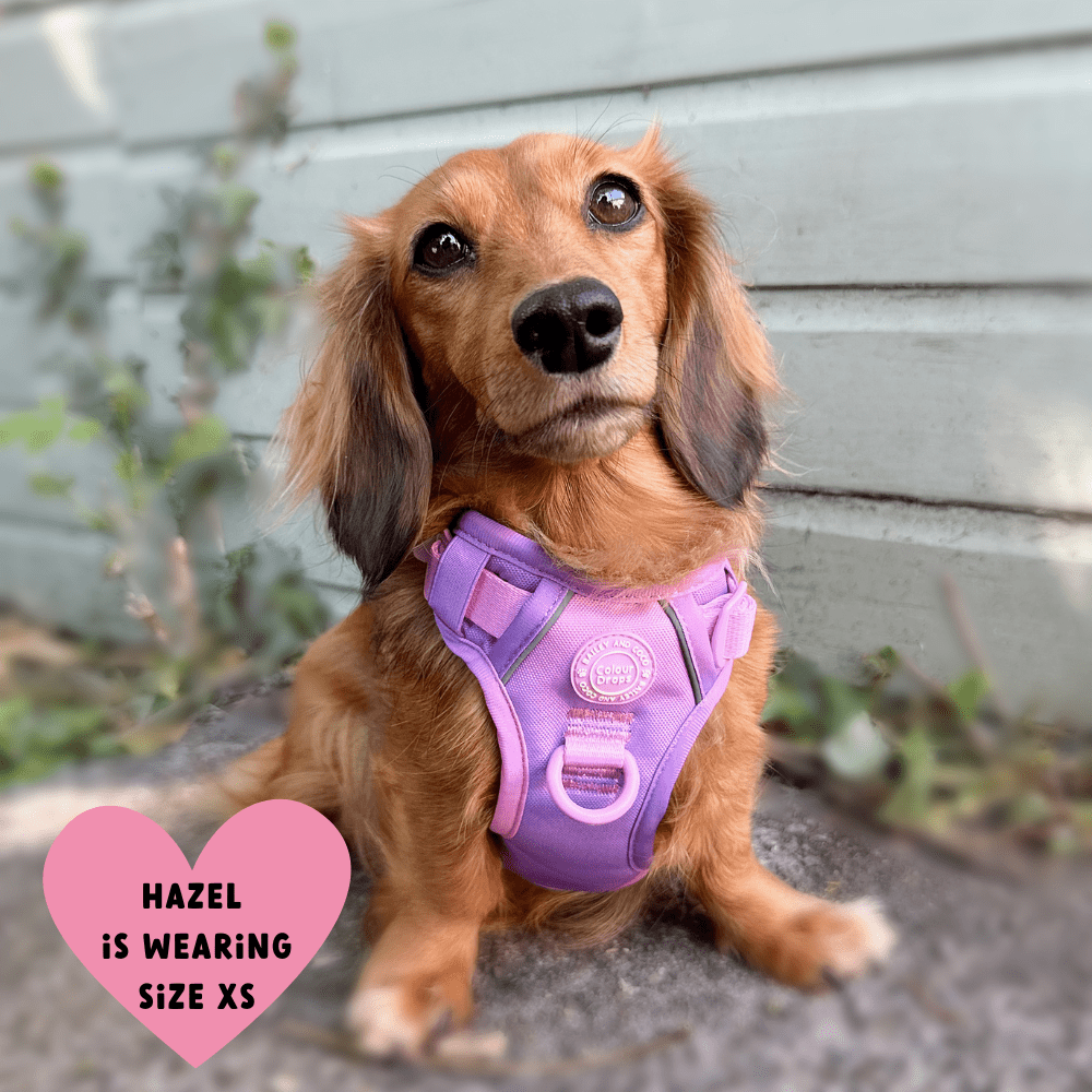 Miniature & Mini Dachshund Harnesses UK – The Perfect Fit Guide - Bailey and Coco (UK)