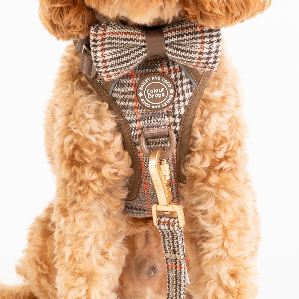 The Best No Pull Dog Harness UK (2026 Buyer Guide) by Bailey & Coco