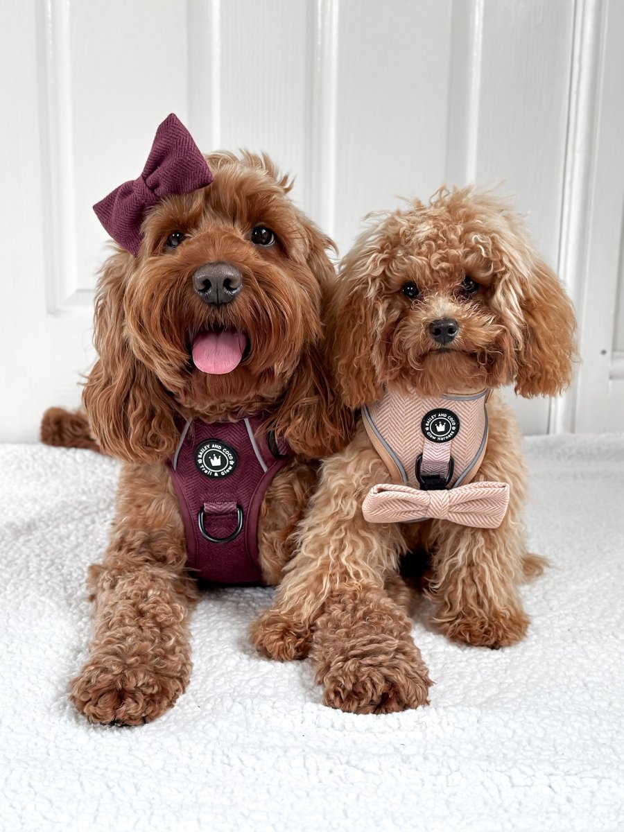 The Great Debate of Dog Harnesses vs. Dog Collars in the UK - Bailey and Coco (UK)