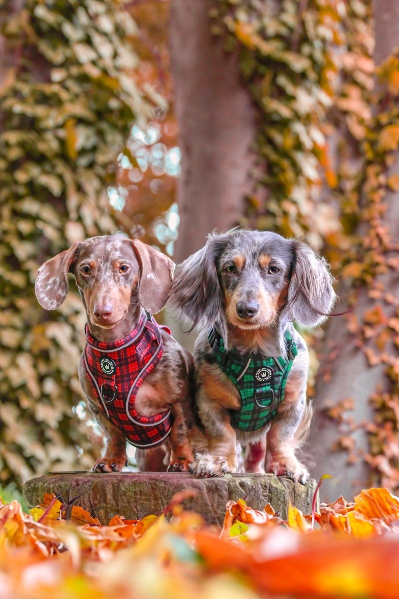 The Ultimate Guide to Dog Harnesses: From Puppy to Fully Grown Pal
