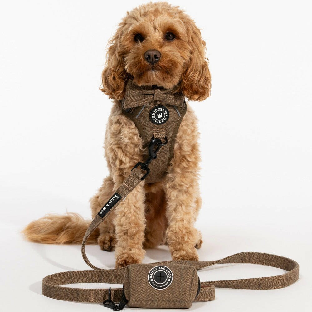 Gifts for a New Puppy: Practical First-Walk Kit Ideas