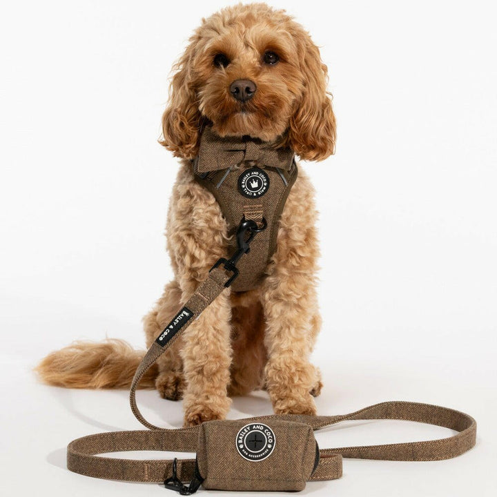 A curly apricot dog sitting on a white background wearing a brown tweed harness and bow tie, with a matching tweed lead clipped on and a poo bag holder on the floor