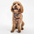 Unveiling Ingleby Barwick's Best Dog Accessories With Bailey and Coco - Bailey and Coco (UK)