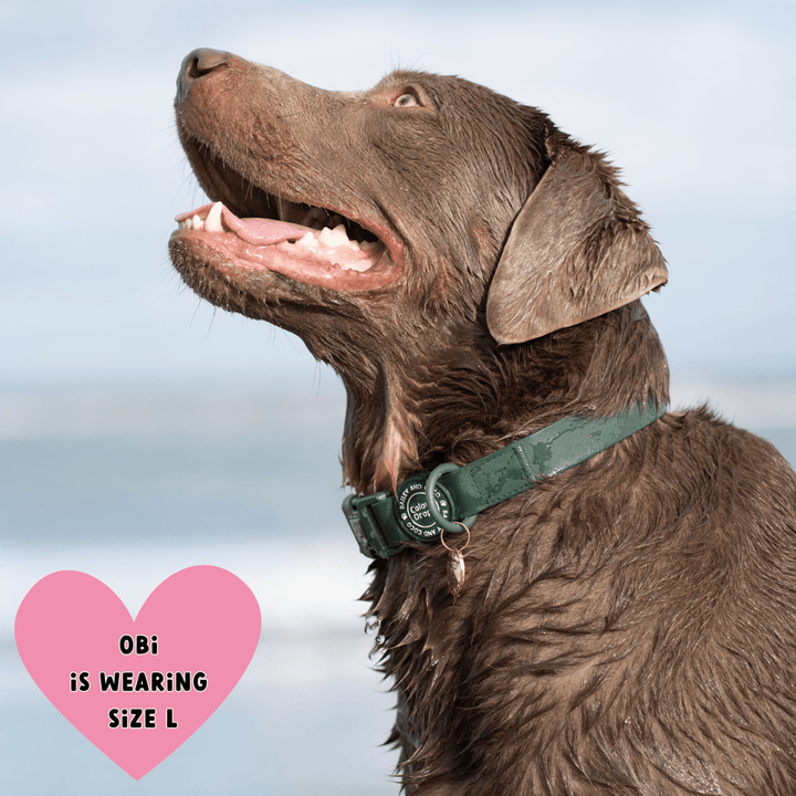 Waterproof Dog Collars UK 2026: The Complete Guide to Fit, Comfort, and Muddy Walks - Bailey and Coco (UK)