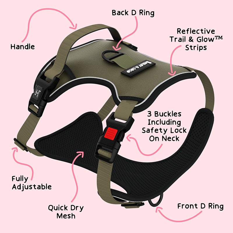 What Type of Harness is Best for Your Dog?