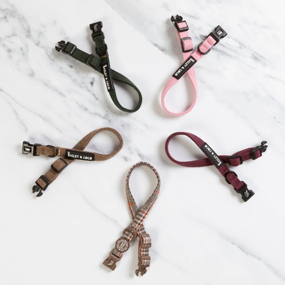 Dog Collars
