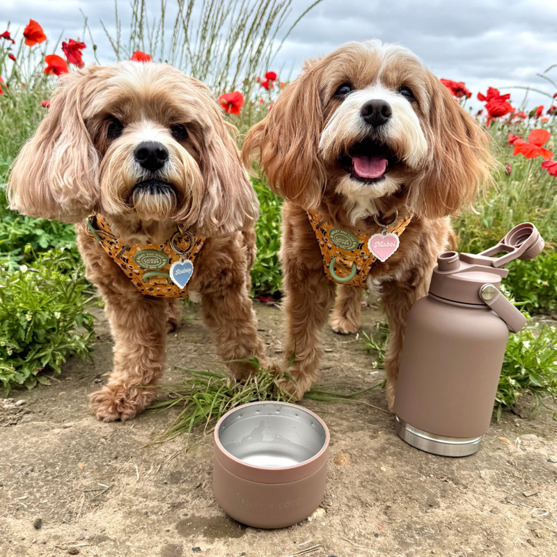 2-in-1 Dog Walking Water Bottle with Straw & Treat Bowl - 1L - Cocoa Latte - Bailey and Coco (UK)