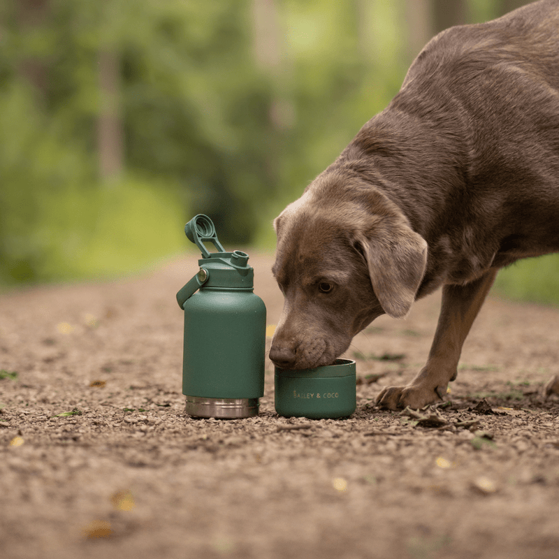 2-in-1 Dog Walking Water Bottle with Straw & Treat Bowl - 1L - Rosewood - Bailey and Coco (UK)