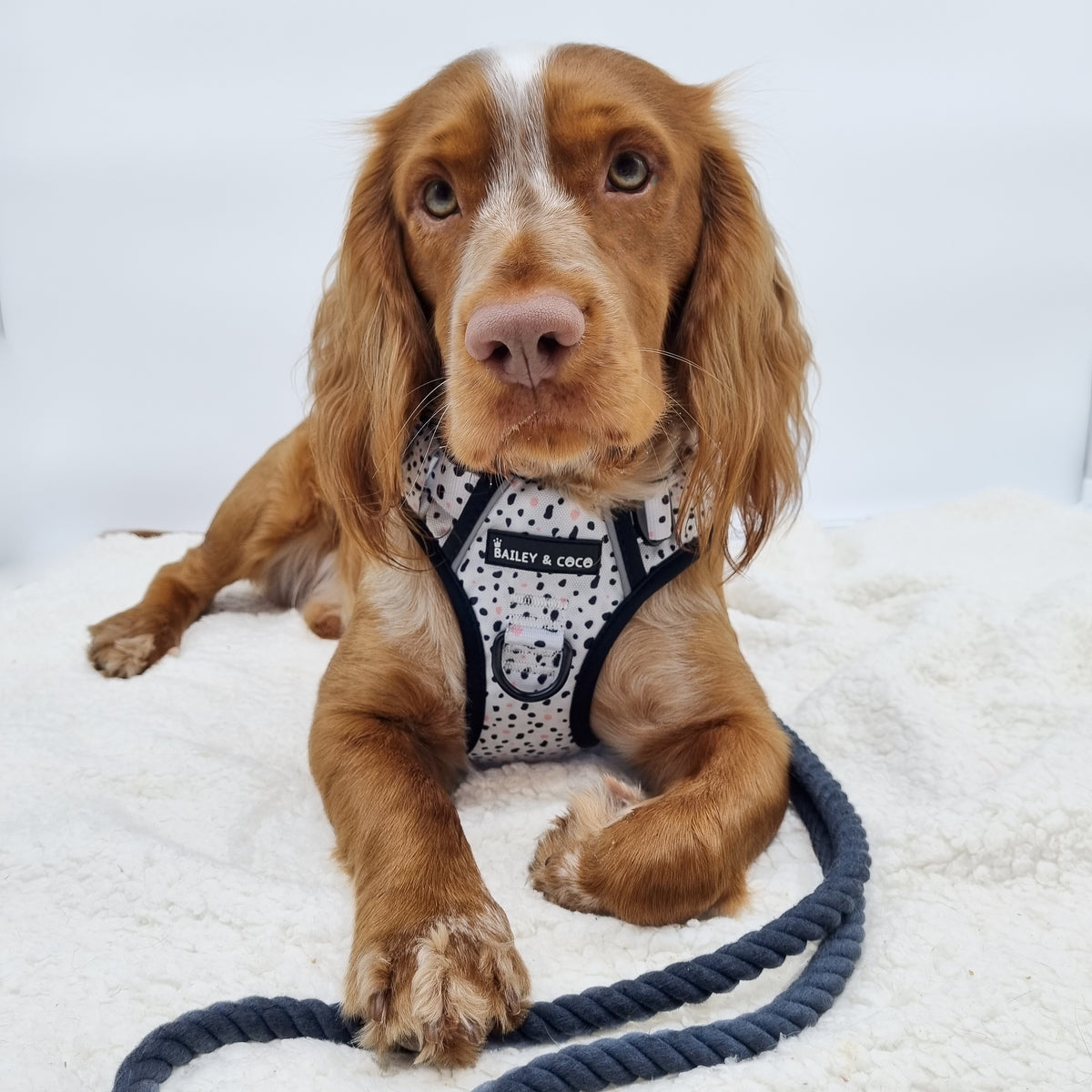 Hunde-Autosicherheitsgurt – Der Schwarze - Bailey and Coco (UK)