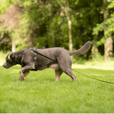 5M Long Line Waterproof Dog Lead - Black - Bailey and Coco (UK)