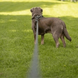 5M Long Line Waterproof Dog Lead - Black - Bailey and Coco (UK)