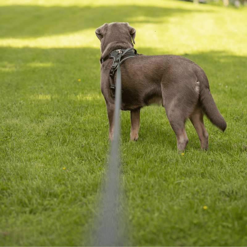 5M Long Line Waterproof Dog Lead - Black - Bailey and Coco (UK)