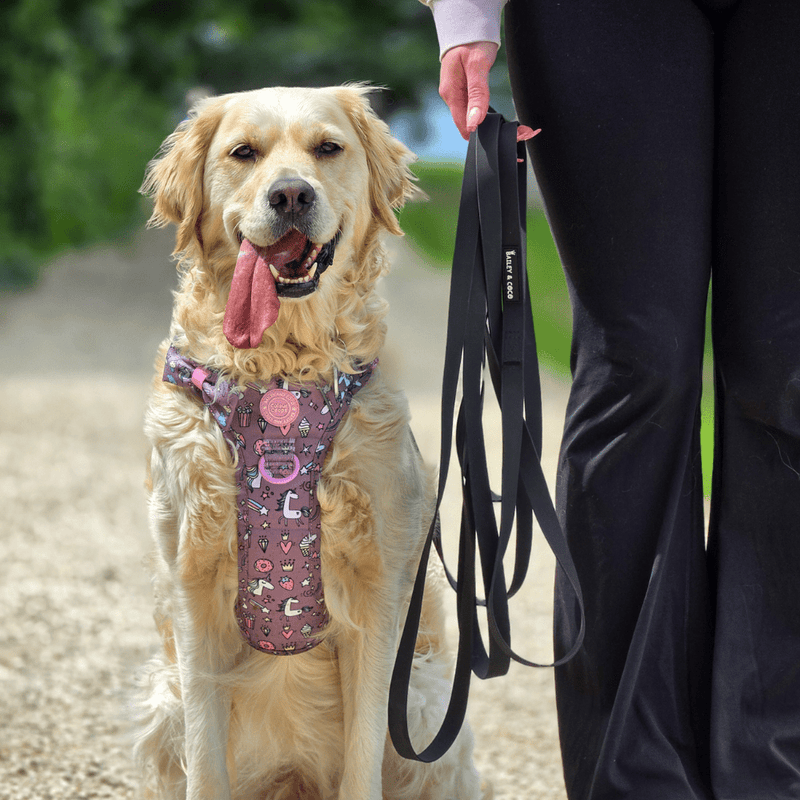 5M Long Line Waterproof Dog Lead - Black - Bailey and Coco (UK)