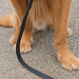 5M Long Line Waterproof Dog Lead - Black - Bailey and Coco (UK)