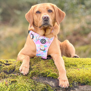 Trail & Glow® Dog Harness - Candy Floss