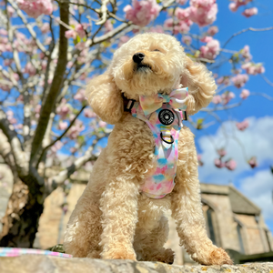 Trail & Glow® Dog Harness - Candy Floss