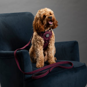 Dog Harness and Lead Set - Mulberry Tweed.
