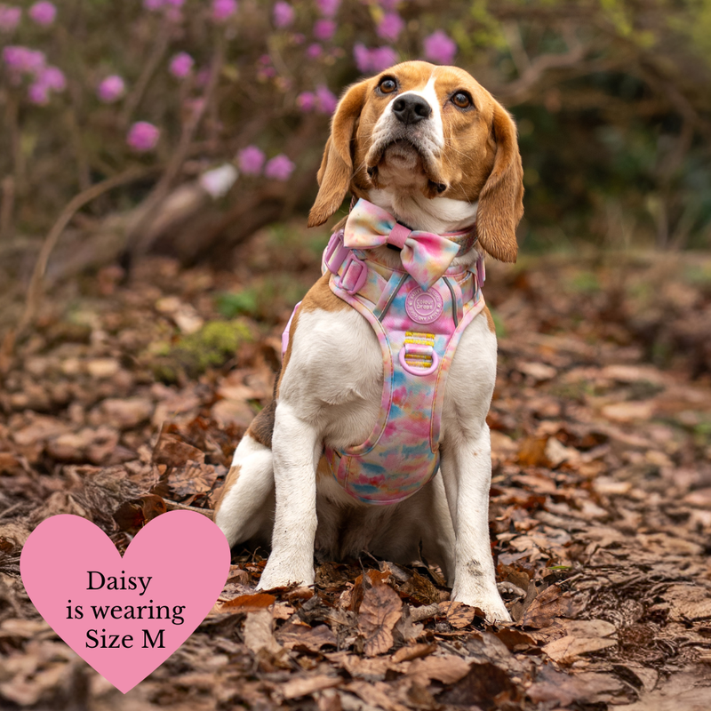 Trail & Glow Dog Harness & Lead Set - Colour Drops - Candy Floss