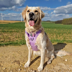 Trail & Glow® Dog Harness - The Lilac One.