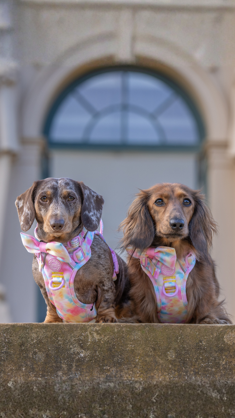 The Sweetest Collection Yet