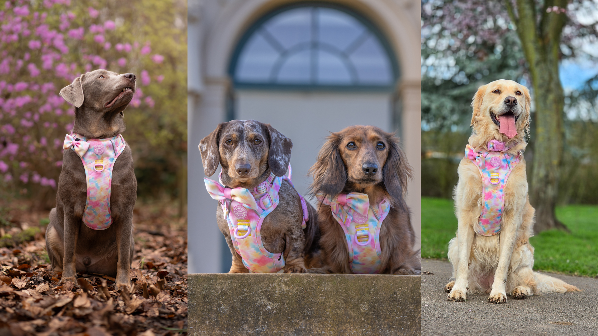 The Sweetest Collection Yet