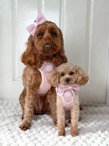 Carley Merriman review