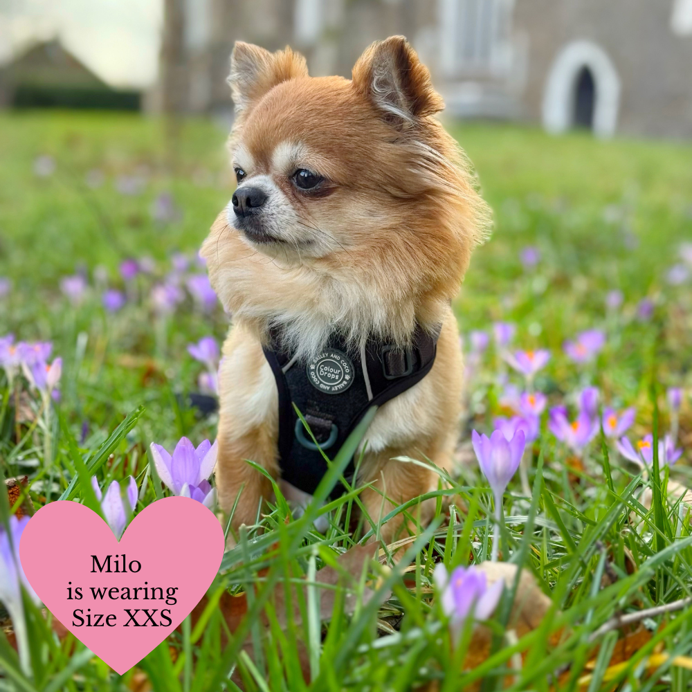 Chihuahua wearing a Charcoal Tweed Trail and Glow dog harness in size XXS from Bailey and Coco