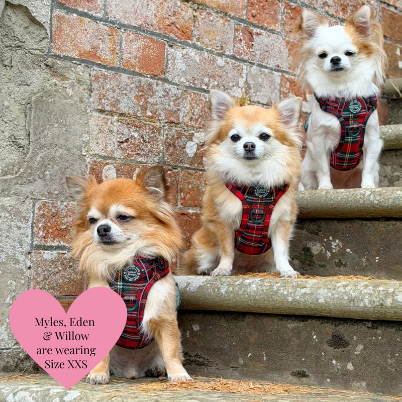 Trail & Glow - Dog Harness Bundle Set - Colour Drops - Red Highland Tartan