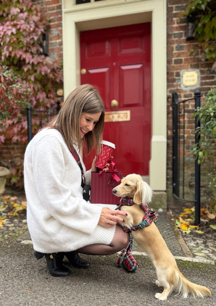 A dog parent crouches at a red front door beside a cream long-haired Dachshund wearing a Red Highland Tartan harness