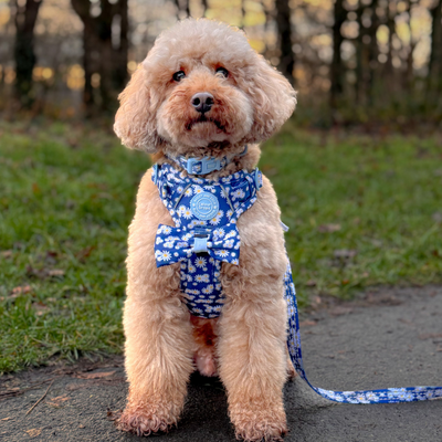 Cockapoo