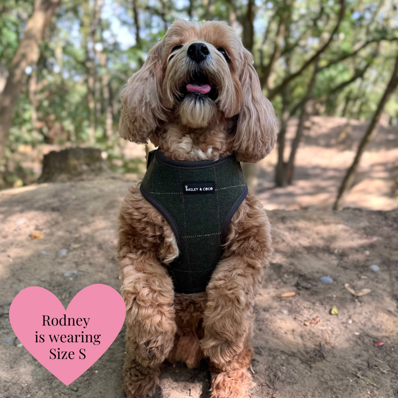 Adjustable Dog Harness Bundle Set - Forest Tweed
