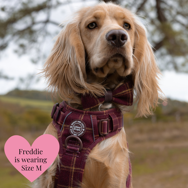 Trail & Glow Tweed Dog Harness - Colour Drops - Mulberry Plaid - alternate view