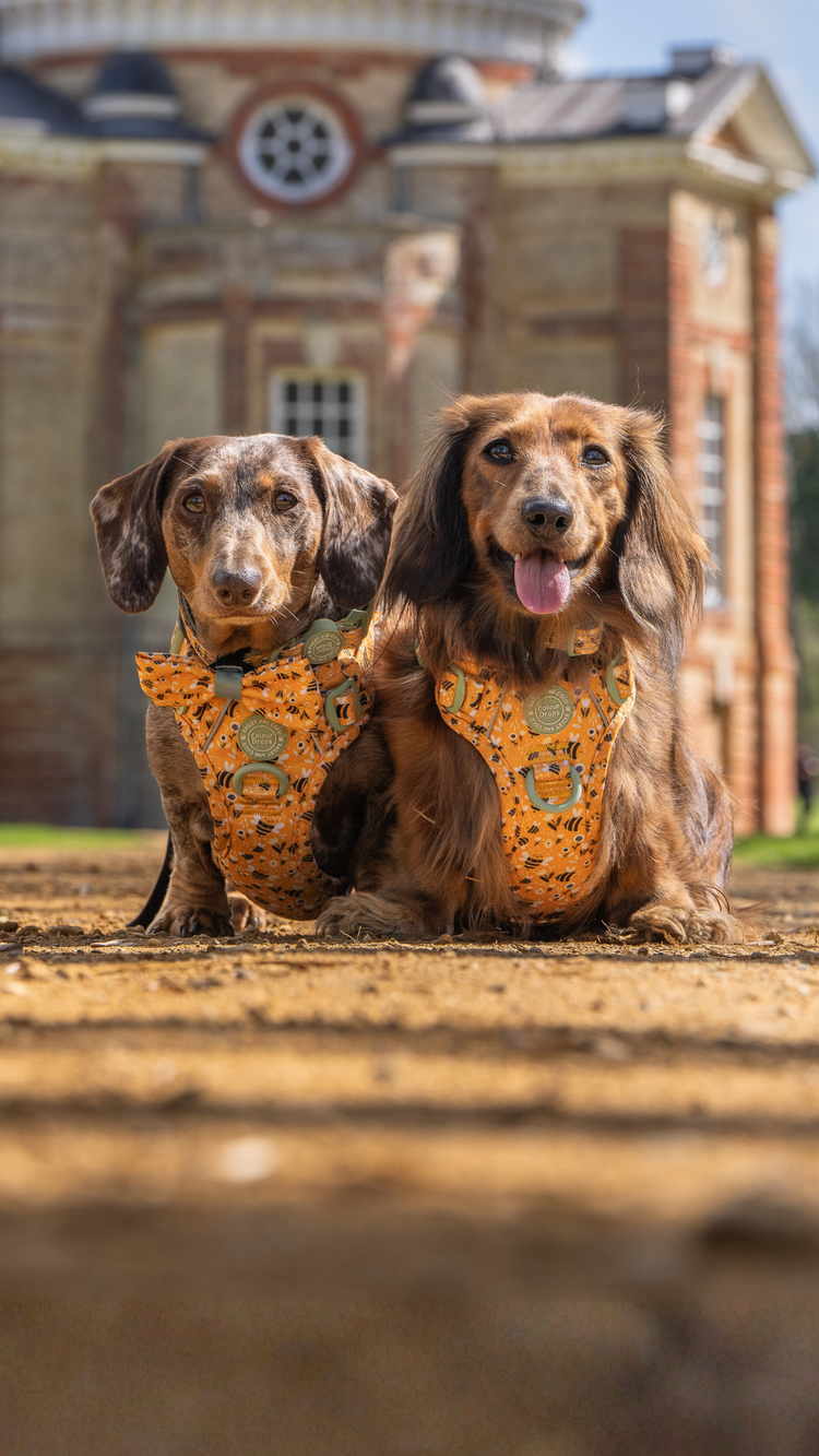 Stop. This is too cute.