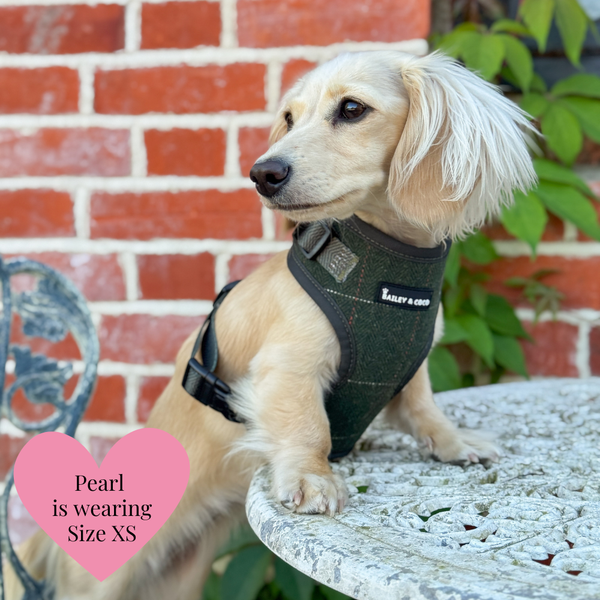 Forest Tweed - Colour Drops - Lightweight & Adjustable Dog Harness, Lead, Collar & Dog Walking Bag Bundle - alternate view