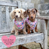 Trail & Glow Dog Harness Bundle Set - Colour Drops - Candy Floss
