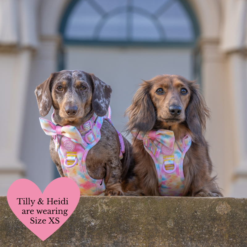 Trail & Glow Dog Harness & Lead Set - Colour Drops - Candy Floss