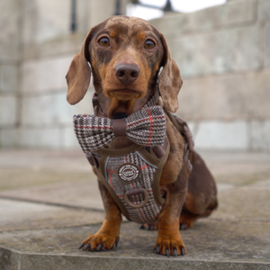 Bow Tie - Colour Drops - Heritage Plaid