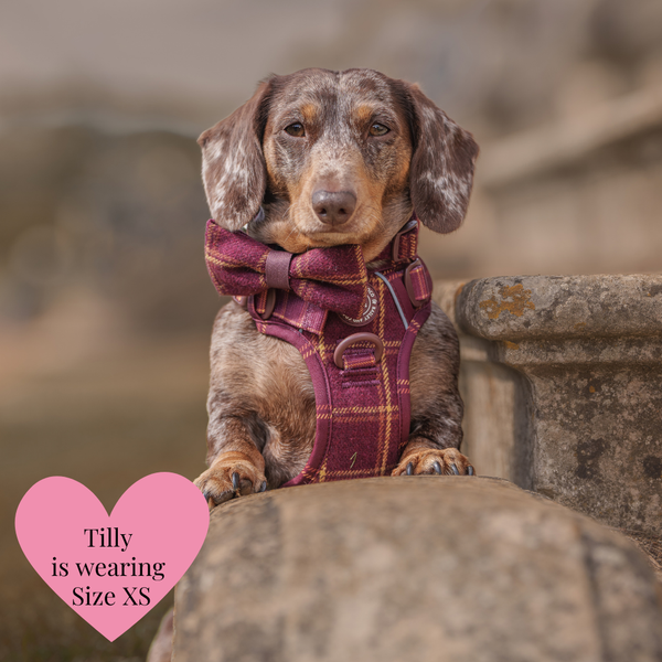 Trail & Glow - Dog Harness Bundle Set - Colour Drops - Mulberry Plaid - alternate view