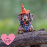 Spellbound Autumn Adjustable Dog Harness, Lead, Collar & Dog Walking Bag Bundle