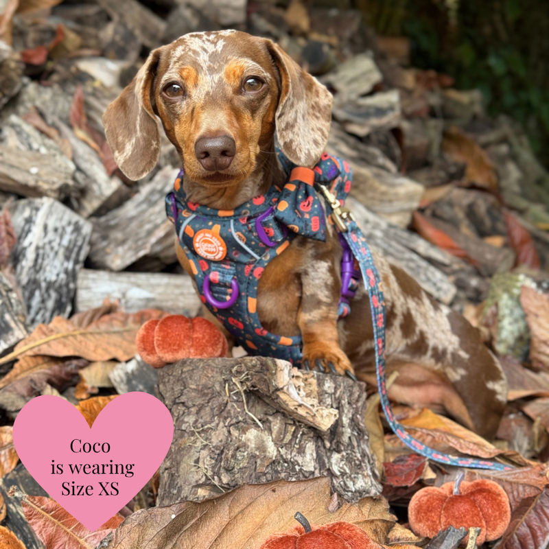 Spellbound Autumn Adjustable Dog Harness, Lead, Collar & Dog Walking Bag Bundle
