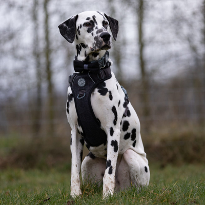Dalmatian